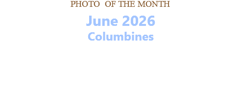 PHOTO OF THE MONTH June 2026 Columbines   