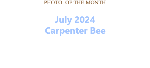 PHOTO OF THE MONTH July 2024 Carpenter Bee    