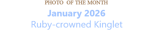 PHOTO OF THE MONTH January 2026 Ruby-crowned Kinglet   
