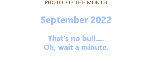 PHOTO OF THE MONTH September 2022  That's no bull.... Oh, wait a minute. 